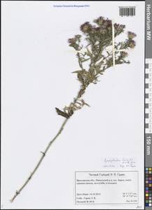 Symphyotrichum laeve (L.) Á. Löve & D. Löve, Eastern Europe, Central forest region (E5) (Russia)