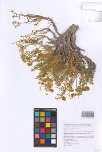 Zygophyllum pinnatum Cham. & Schltdl., Eastern Europe, Eastern region (E10) (Russia)