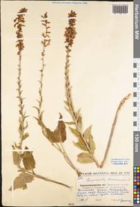 Campanula bononiensis L., Eastern Europe, North Ukrainian region (E11) (Ukraine)