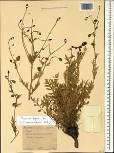 Papaver armeniacum subsp. armeniacum, Caucasus, North Ossetia, Ingushetia & Chechnya (K1c) (Russia)