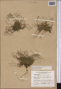 Sabulina stricta (Sw.) Rchb., America (AMER) (Canada)