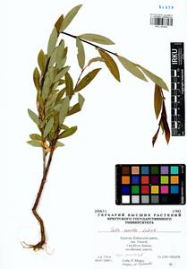 Salix rorida Lacksch., Siberia, Baikal & Transbaikal region (S4) (Russia)