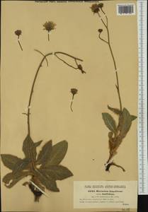 Hieracium waldsteinii subsp. lanifolium (Nägeli & Peter) Freyn, Western Europe (EUR) (Croatia)