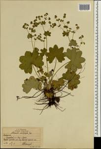 Alchemilla schistophylla Juz., Eastern Europe, Moscow region (E4a) (Russia)