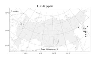 Luzula piperi (Coville) M. E. Jones, Atlas of the Russian Flora (FLORUS) (Russia)