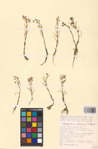 Spergularia marina (L.) Besser, Eastern Europe, Lower Volga region (E9) (Russia)