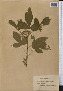Ptelea trifoliata L., America (AMER) (Russia)