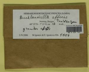 Bucklandiella affinis (Schleich. ex F. Weber & D. Mohr) Bedn.-Ochyra & Ochyra, Bryophytes, Bryophytes - Western Europe (BEu) (Norway)