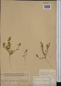 Kirilowia eriantha Bunge, Middle Asia, Syr-Darian deserts & Kyzylkum (M7) (Kazakhstan)