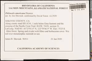 Philonotis americana Dism., Bryophytes, Bryophytes - America (BAm) (United States)