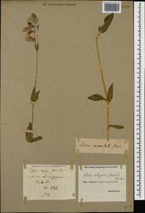 Silene vulgaris (Moench) Garcke, Caucasus, Georgia (K4) (Georgia)
