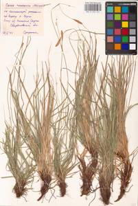 Carex pediformis var. macroura (Meinsh.) Kük., Eastern Europe, Eastern region (E10) (Russia)