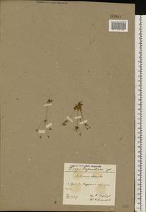 Androsace elongata L., Eastern Europe, North Ukrainian region (E11) (Ukraine)