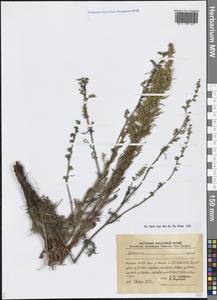 Artemisia, Siberia, Yakutia (S5) (Russia)