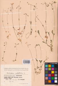 Holosteum umbellatum L., Eastern Europe, Lower Volga region (E9) (Russia)