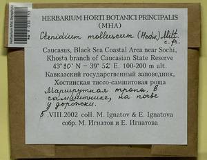 Ctenidium molluscum (Hedw.) Mitt., Bryophytes, Bryophytes - North Caucasus & Ciscaucasia (B12) (Russia)