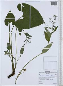 Brunnera sibirica Stev., Siberia, Western Siberia (S1) (Russia)