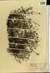 Callitriche, Eastern Europe, Moscow region (E4a) (Russia)