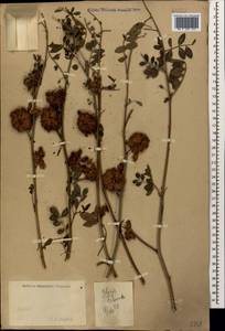 Glycyrrhiza echinata L., Caucasus (no precise locality) (K0)