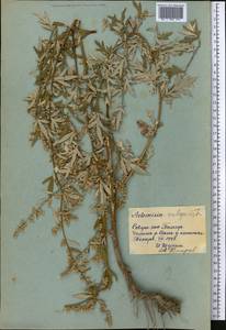 Artemisia vulgaris L., Middle Asia, Pamir & Pamiro-Alai (M2) (Tajikistan)