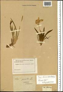 Iris humilis Georgi, Siberia (no precise locality) (S0) (Russia)