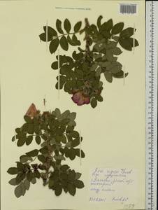 Rosa rugosa Thunb., Eastern Europe, Middle Volga region (E8) (Russia)