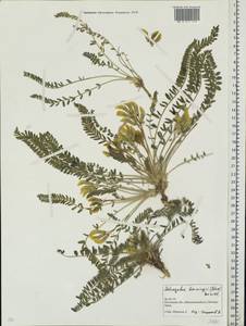Astragalus buchtormensis Pall., Eastern Europe, Rostov Oblast (E12a) (Russia)