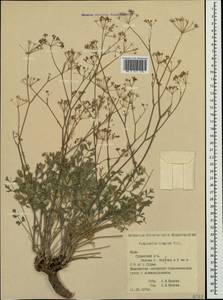Pimpinella tragium Vill., Crimea (KRYM) (Russia)