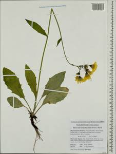 Hieracium subpellucidum (Norrl.) Norrl., Eastern Europe, Northern region (E1) (Russia)