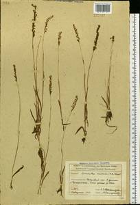 Spiranthes australis (R.Br.) Lindl., Siberia, Altai & Sayany Mountains (S2) (Russia)