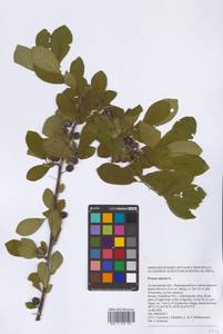 Prunus spinosa L., Eastern Europe, Lower Volga region (E9) (Russia)