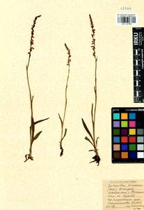 Spiranthes australis (R.Br.) Lindl., Siberia, Baikal & Transbaikal region (S4) (Russia)