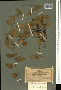 Viola sieheana W. Becker, Caucasus, Azerbaijan (K6) (Azerbaijan)