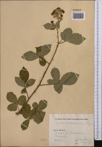 Rubus sanctus Schreb., Middle Asia, Syr-Darian deserts & Kyzylkum (M7) (Uzbekistan)