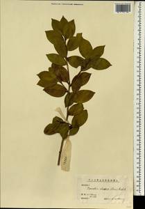 Camellia sinensis subsp. sinensis, South Asia, South Asia (Asia outside ex-Soviet states and Mongolia) (ASIA) (China)