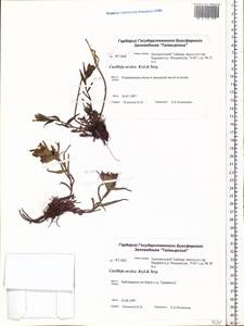 Castilleja arctica, Siberia, Central Siberia (S3) (Russia)