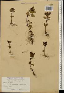Veronica beccabunga L., Caucasus, Armenia (K5) (Armenia)