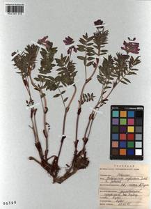KUZ 001 318, Hedysarum neglectum Ledeb., Siberia, Altai & Sayany Mountains (S2) (Russia)