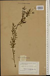 Senecio vernalis Waldst. & Kit., Caucasus, Azerbaijan (K6) (Azerbaijan)