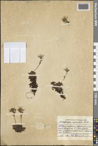 Saxifraga pedemontana subsp. cymosa (Waldst. & Kit.) Engl., Western Europe (EUR) (Bulgaria)