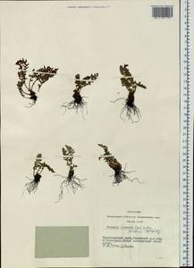 Woodsia ilvensis (L.) R. Br., Siberia, Central Siberia (S3) (Russia)