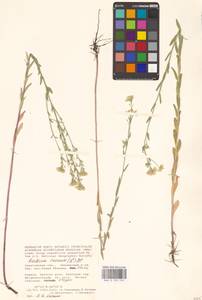 Berteroa incana (L.) DC., Eastern Europe, Lower Volga region (E9) (Russia)