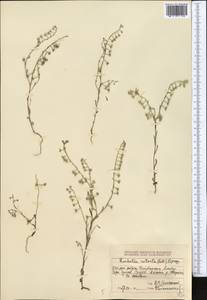 Rochelia retorta (Pall.) Lipsky, Middle Asia, Dzungarian Alatau & Tarbagatai (M5) (Kazakhstan)