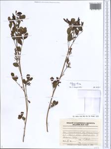 Glycyrrhiza, Middle Asia, Caspian Ustyurt & Northern Aralia (M8) (Kazakhstan)