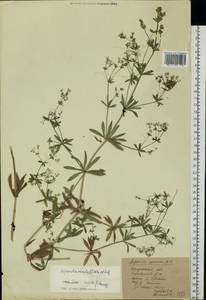 Galium rivale (Sm.) Griseb., Eastern Europe, Central region (E4) (Russia)