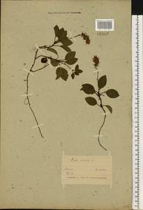 Orthilia secunda (L.) House, Eastern Europe, Belarus (E3a) (Belarus)