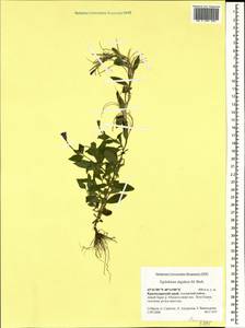 Epilobium algidum M. Bieb., Caucasus, Krasnodar Krai & Adygea (K1a) (Russia)