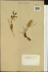 Iris ventricosa Pall., Siberia, Baikal & Transbaikal region (S4) (Russia)