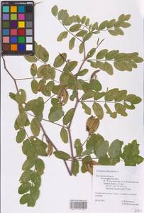 Astragalus glycyphyllos L., Eastern Europe, Central region (E4) (Russia)