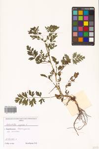 Potentilla supina L., Siberia, Russian Far East (S6) (Russia)